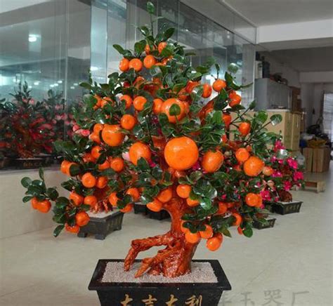 明年什麼龍 橘子樹盆栽